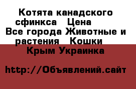 Котята канадского сфинкса › Цена ­ 15 - Все города Животные и растения » Кошки   . Крым,Украинка